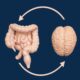 Gut-brain axis connecting digestion, stress and sleep